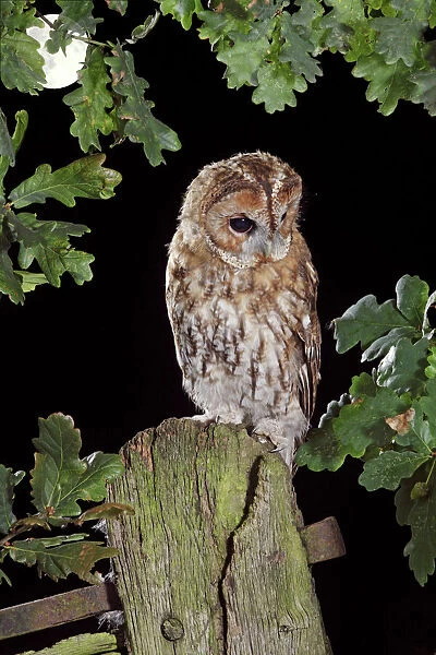 Tawny owl - on gate post - in moonlight Bedfordshire uk