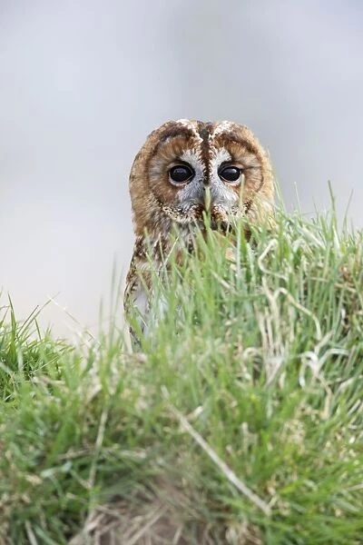 Tawny Owl - in grass - Bedfordshire - UK 006959