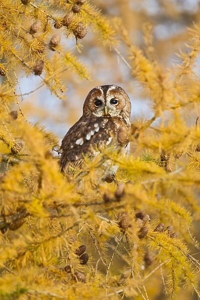 Tawny Owl - in larch tree in Autumn - controlled conditions 11519
