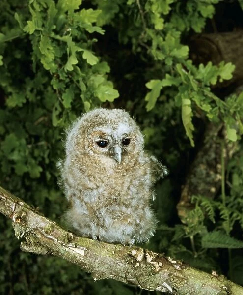 Tawny Owl LB 10320 Baby Strix aluco © Ian beames  /  ARDEA LONDON