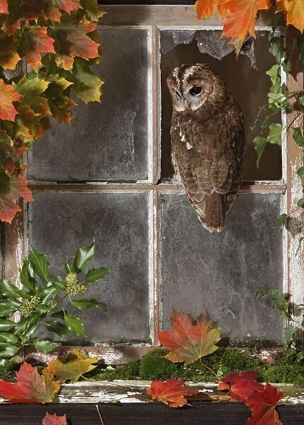 Tawny owl looking out of barn window Bedfordshire UK 006418