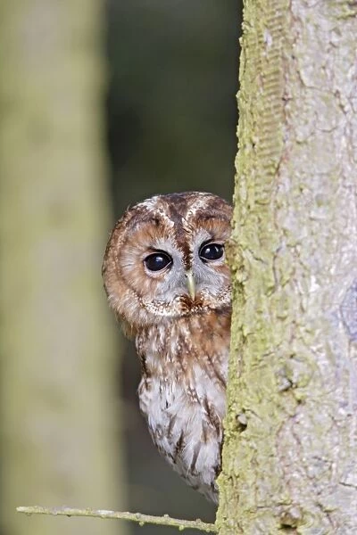 Tawny Owl - looking around fir tree - Bedfordshire - UK 007086