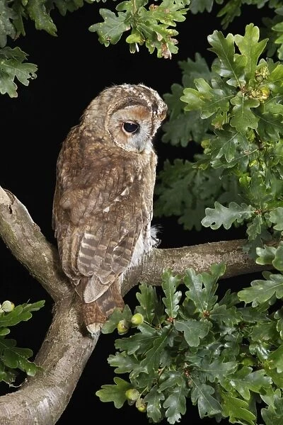 Tawny owl - looking down from oak branch Bedfordshire UK