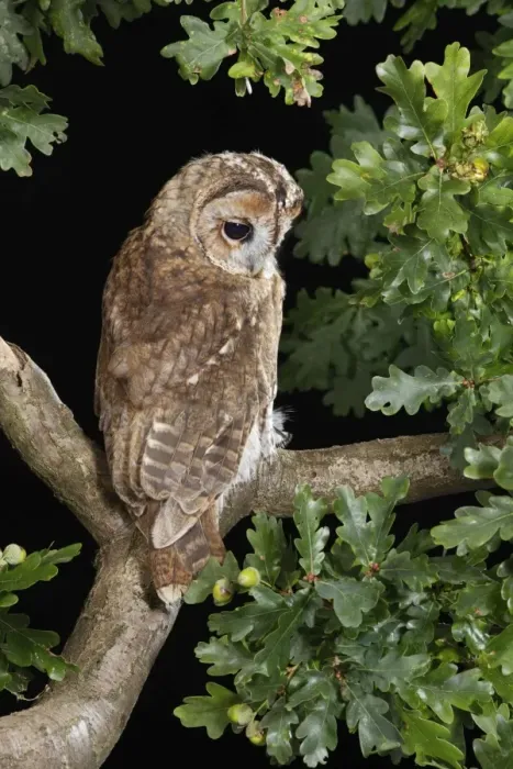 Framed Print : Tawny owl - looking down from oak branch Bedfordshire UK Framed Print : Tawny owl - looking down from oak branch Bedfordshire UK