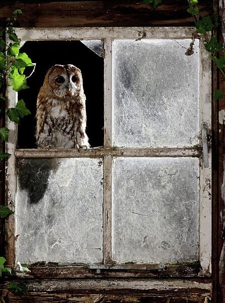Tawny owl - looking through shed window Bedfordshire UK 006385
