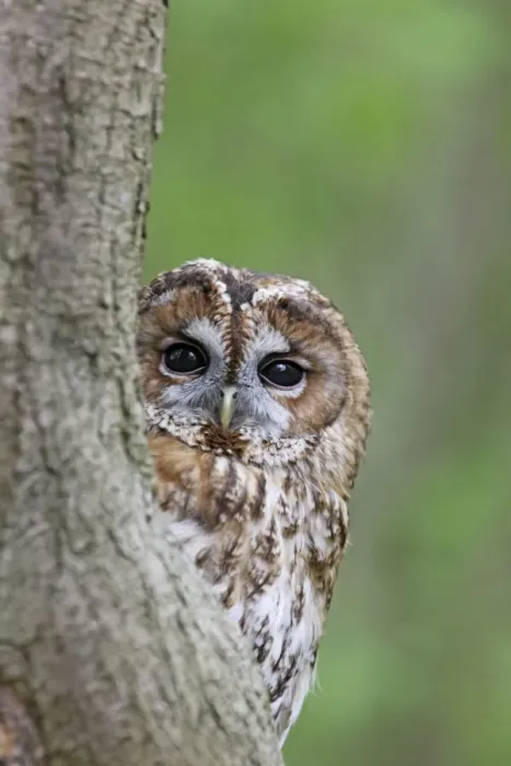 Framed Print : Tawny Owl - looking around tree - Bedfordshire - UK 007119 Framed Print : Tawny Owl - looking around tree - Bedfordshire - UK 007119