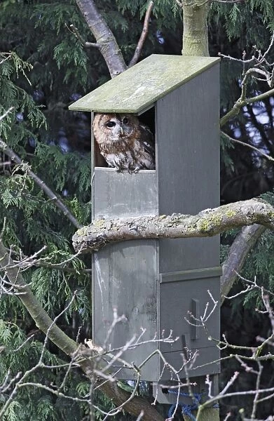 Tawny Owl - in nest box - Bedfordshire - UK 006963