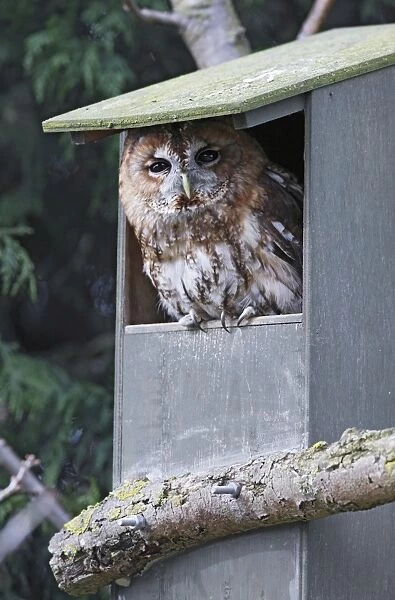 Tawny Owl - in nest box - Bedfordshire - UK 006964