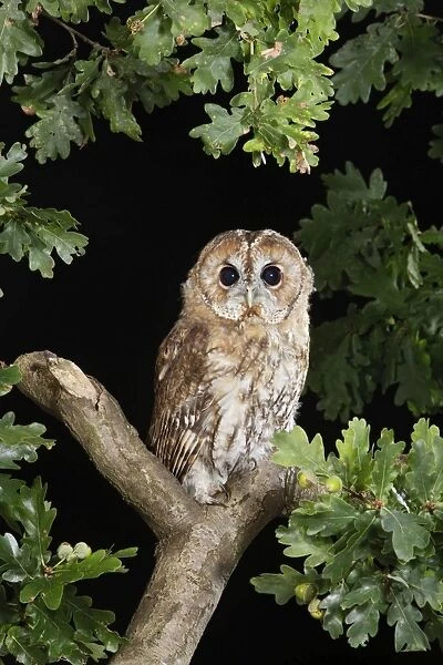 Tawny owl - on oak branch Bedfordshire UK