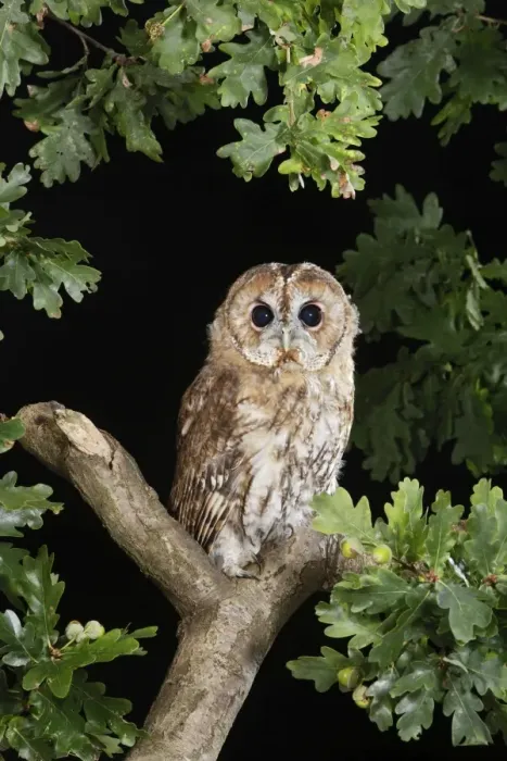 Framed Print : Tawny owl - on oak branch Bedfordshire UK Framed Print : Tawny owl - on oak branch Bedfordshire UK
