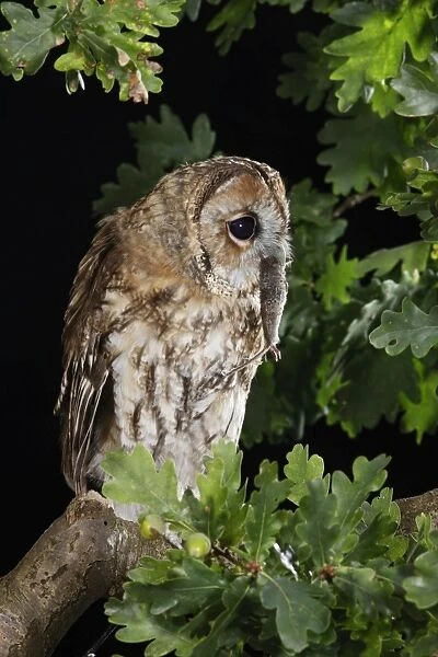 Tawny owl - on oak branch with prey Bedfordshire UK