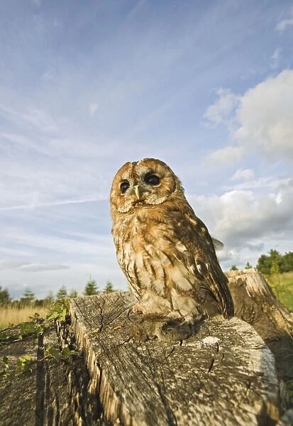 Tawny owl - with prey on stump Bedfordshire UK 005925