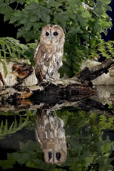 Tawny owl - with reflection Bedfordshire UK 006263