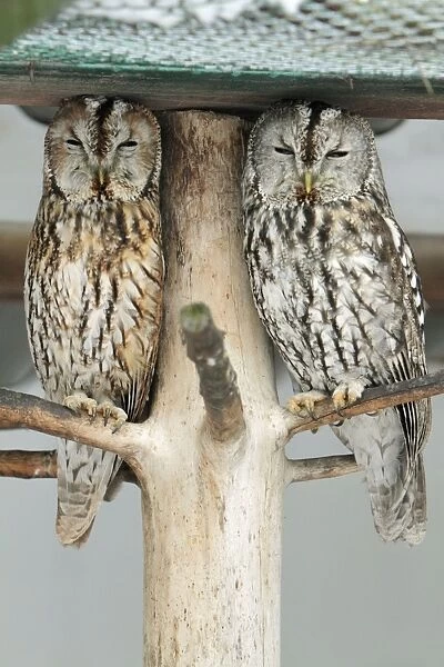 Tawny Owl - two resting during daytime - Germany