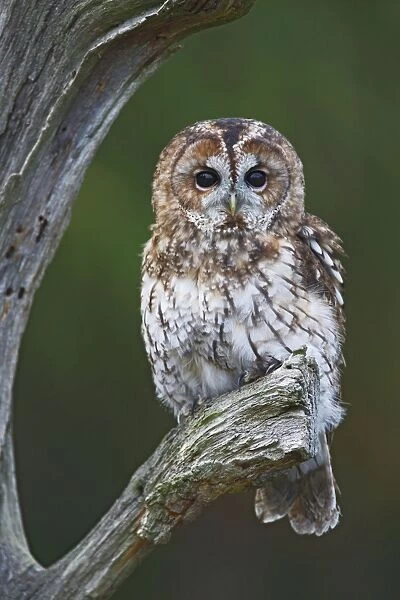 Tawny Owl - resting on dead tree 8610