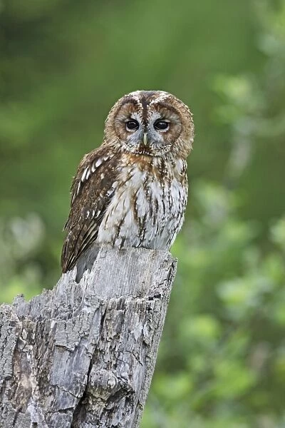 Tawny Owl - on stump - Bedfordshire - UK 007120
