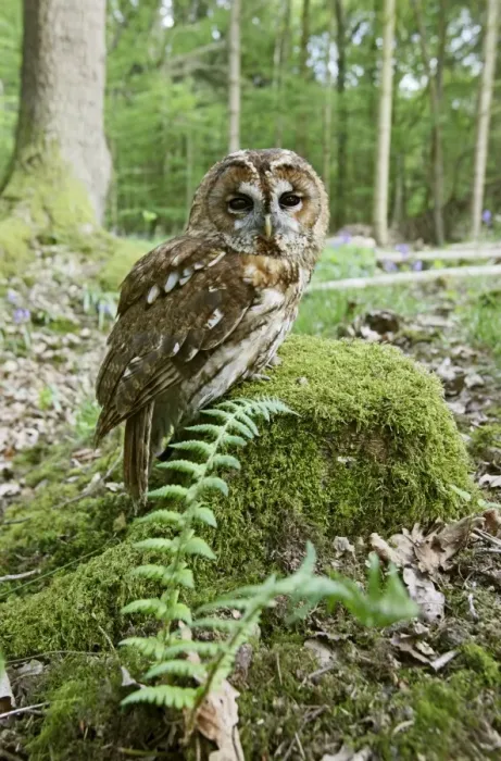 Framed Print : Tawny Owl - on stump in woodland - Bedfordshire - UK 007172 Framed Print : Tawny Owl - on stump in woodland - Bedfordshire - UK 007172