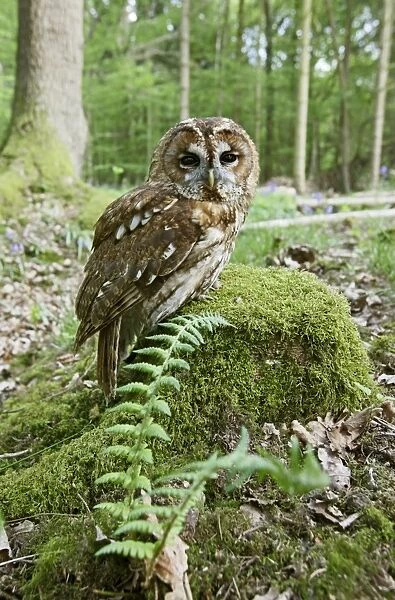 Tawny Owl - on stump in woodland - Bedfordshire - UK 007172