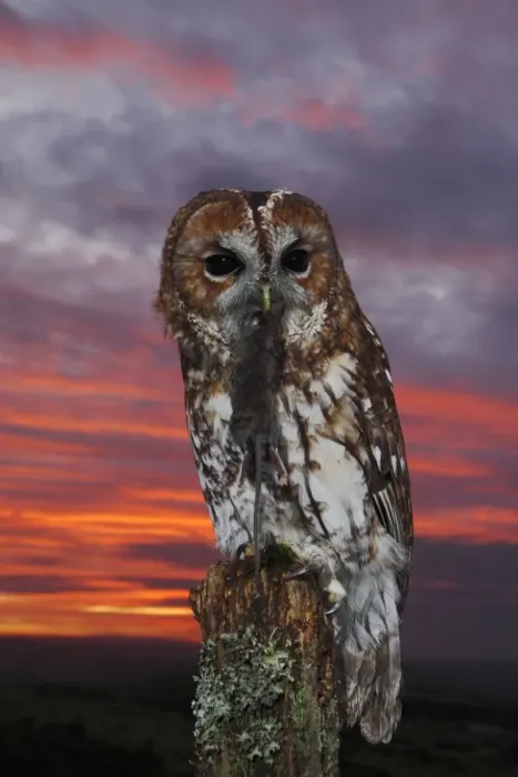 Framed Print : Tawny Owl - at sunset with prey 8405 Framed Print : Tawny Owl - at sunset with prey 8405