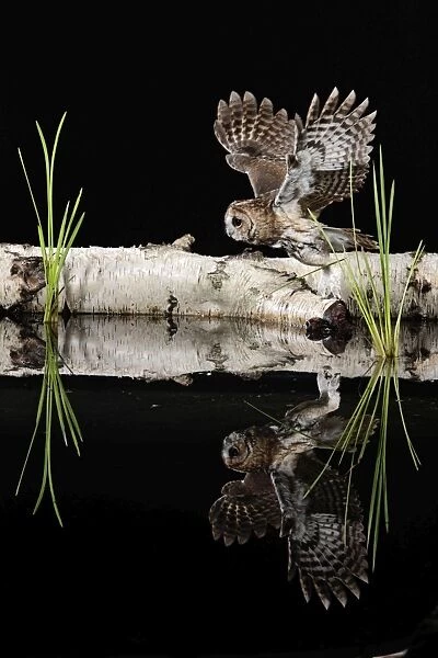 Tawny owl - taking off - showing reflection Bedfordshire UK 006297