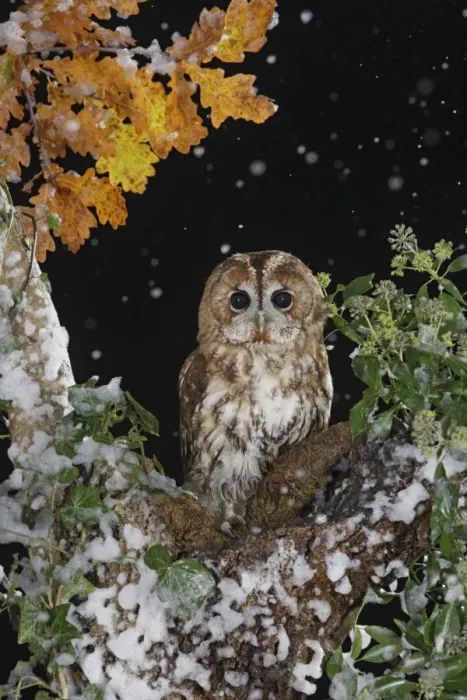 Framed Print : Tawny owl - on tree in falling snow Bedfordshire UK 006481 Framed Print : Tawny owl - on tree in falling snow Bedfordshire UK 006481
