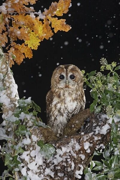 Tawny owl - on tree in falling snow Bedfordshire UK 006481