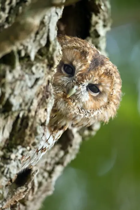 Framed Print : Tawny Owl - UK Framed Print : Tawny Owl - UK