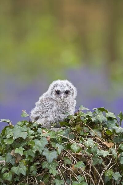 Tawny owl - youngster in bluebell woodland resting on ivy Bedfordshire UK 005512