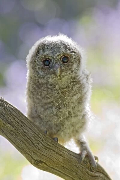 Tawny owl - youngster on branch in bluebell woodland Bedfordshire UK 005529