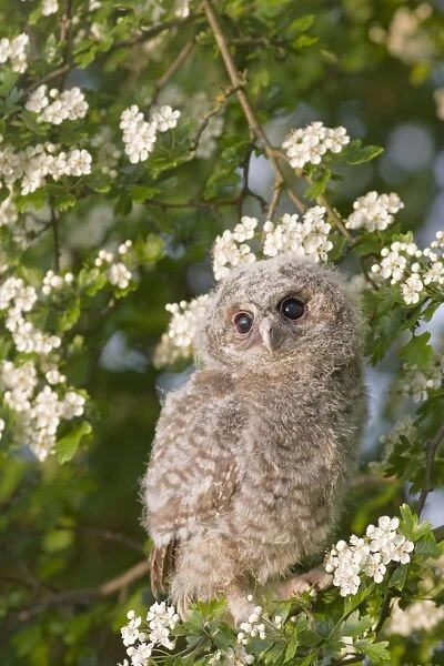 Tawny owl - youngster in may blossom
