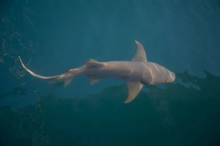 Framed Print : Tawny Shark - Off Raft Point Kimberley coast, Western Australia. Feeds on Blue Sprats and described as clumsy and inoffensive Framed Print : Tawny Shark - Off Raft Point Kimberley coast, Western Australia. Feeds on Blue Sprats and described as clumsy and inoffensive
