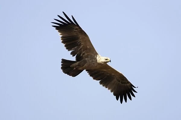 Tawny  /  Steppes Eagle - pale form Yabelo - Ethiopia