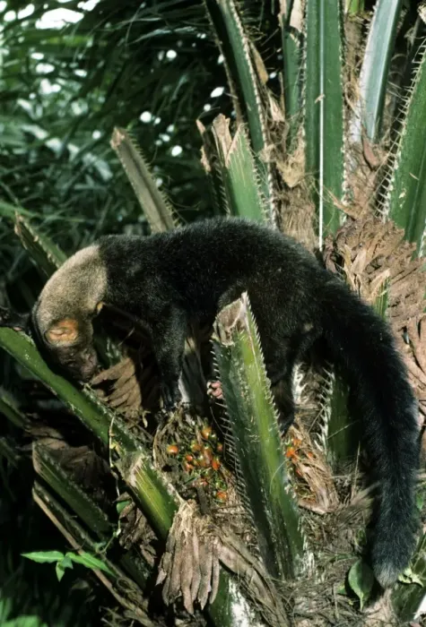 Framed Print : Tayra - Guyana - South America