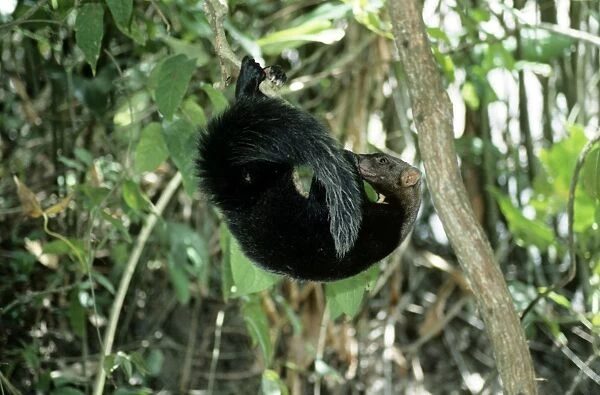 Tayra - male in rainforest - Guyana - South America