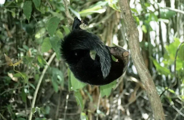 Framed Print : Tayra - male in rainforest - Guyana - South America Framed Print : Tayra - male in rainforest - Guyana - South America
