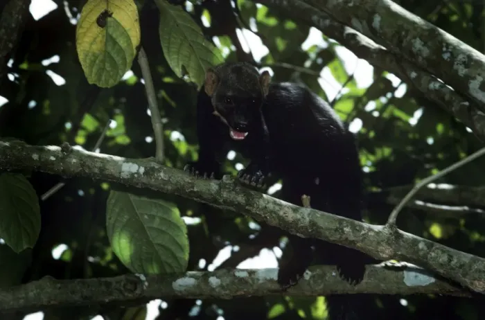 Framed Print : Tayra - male in rainforest - Guyana - South America Framed Print : Tayra - male in rainforest - Guyana - South America