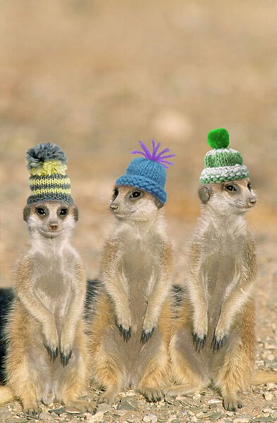 TD-1477-M2 Suricate  /  Meerkat - x3 young on lookout, wearing christmas hats