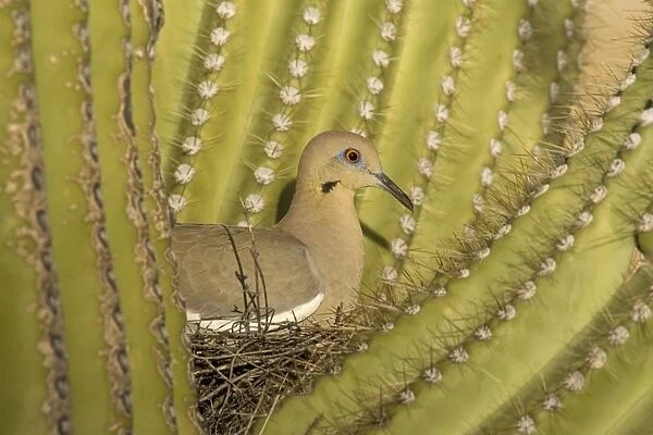 TD-1757 White-winged Dove - Sitting on the nest which is well protected by the spines of a Giant Saguaro cactus (Carnegiea gigantea)