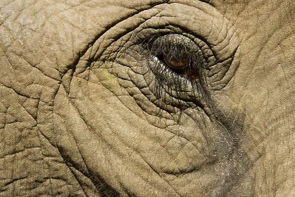 TD-1885. Asian Elephant - Close-up of eye