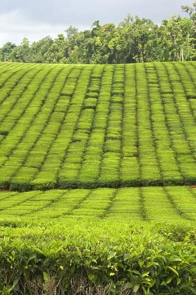 Tea Plantation - brightly green tea bushes stretch over a hilly landscape. Because of their even cut, they form a symmetric pattern - Atherton Tablelands, Queensland, Australia