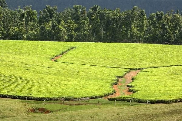 Tea Plantation - brightly green tea bushes stretch over a hilly landscape right to the border of a tropical rainforest - Atherton Tablelands, Queensland, Australia