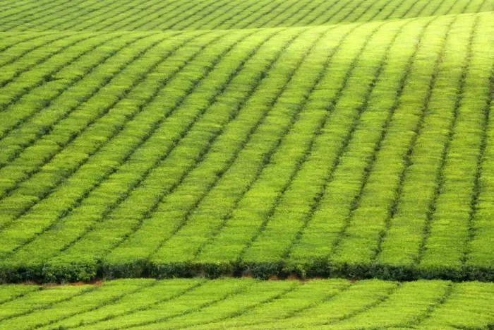 Framed Print : Tea Plantation - brightly green tea bushes stretch over a hilly landscape. Because of their even cut, they form a symmetric pattern - Atherton Tablelands, Queensland, Australia Framed Print : Tea Plantation - brightly green tea bushes stretch over a hilly landscape. Because of their even cut, they form a symmetric pattern - Atherton Tablelands, Queensland, Australia