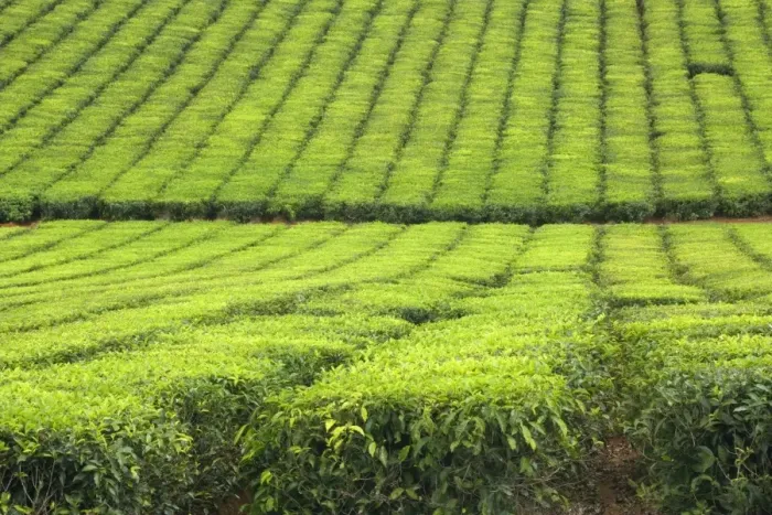Framed Print : Tea Plantation - brightly green tea bushes stretch over a hilly landscape. Because of their even cut, they form a symmetric pattern - Atherton Tablelands, Queensland, Australia Framed Print : Tea Plantation - brightly green tea bushes stretch over a hilly landscape. Because of their even cut, they form a symmetric pattern - Atherton Tablelands, Queensland, Australia