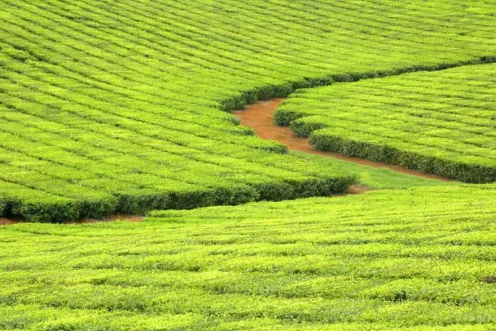 Framed Print : Tea Plantation - brightly green tea bushes stretch over a hilly landscape. Because of their even cut, they form a symmetric pattern - Atherton Tablelands, Queensland, Australia Framed Print : Tea Plantation - brightly green tea bushes stretch over a hilly landscape. Because of their even cut, they form a symmetric pattern - Atherton Tablelands, Queensland, Australia
