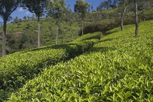 Tea plantation Photographed near Conoor, Nilgiri Hills, Western Ghats, India, Asia