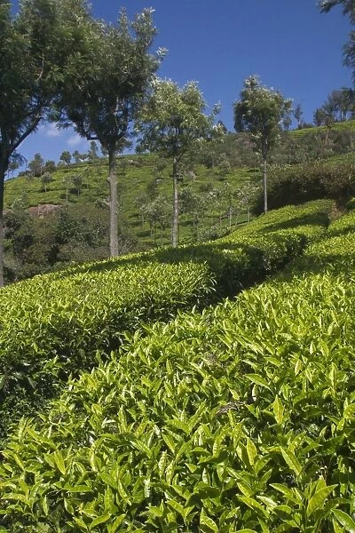 Tea plantation Photographed near Conoor, Nilgiri Hills, Western Ghats, India, Asia