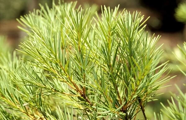 Tea-tree - source of tea-tree oil; leaves Canberra, Australian Capital Territory, Australia MPM00208