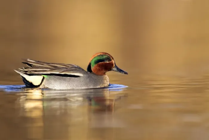 Framed Print : Teal - drake in early morning light swimming through golden coloured water - Cannock - Staffordshire - England Framed Print : Teal - drake in early morning light swimming through golden coloured water - Cannock - Staffordshire - England