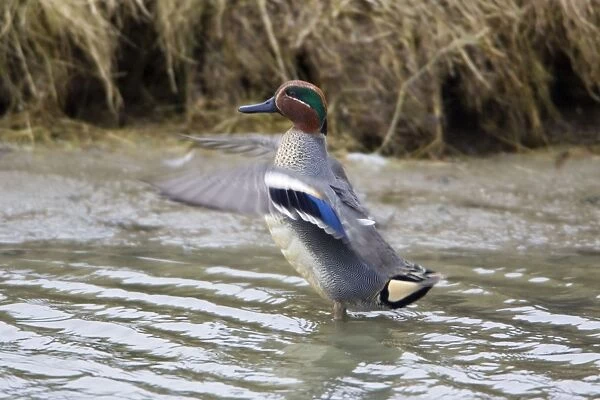 Teal - drake preening and flapping wings Isle of Texel, Holland
