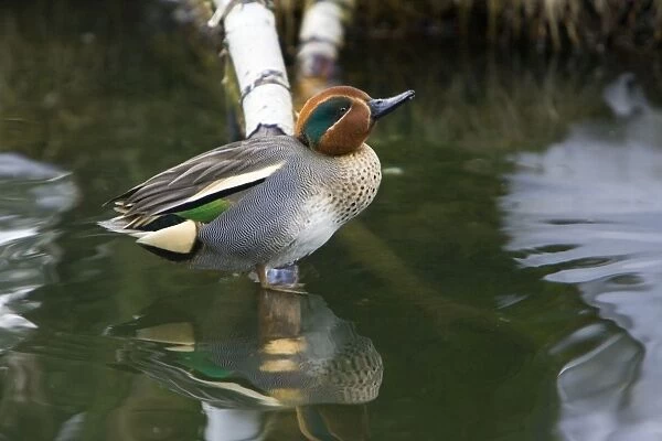 Teal - drake resting on branch in lake, Lower Saxony, Germany